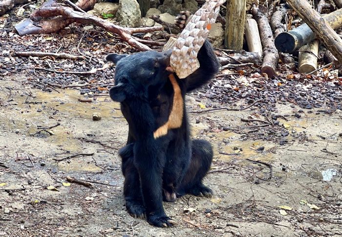 動物環境「熊」促咪  壽山動物園攜手內埔農工設計覓食新玩具